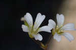 Pitcher's stitchwort